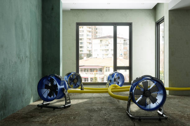Best Mold removal after water damage  in Laurie, MO
